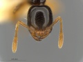 MCZ ENT Solenopsis globularia hef.jpg