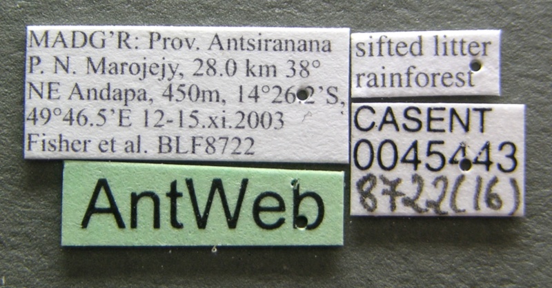 File:Monomorium hanneli casent0045443 label 1.jpg