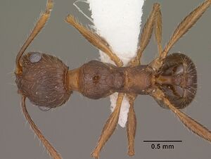 Pheidole cockerelli casent0102873 dorsal 1.jpg