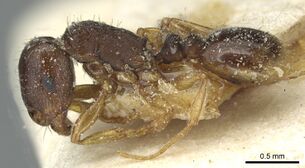 Tetramorium atlante casent0915045 p 1 high.jpg