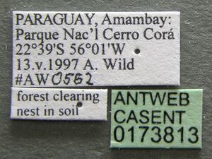 Atta laevigata casent0173813 label 1.jpg