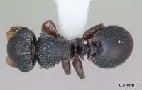 Cephalotes guayaki casent0173677 dorsal 1.jpg