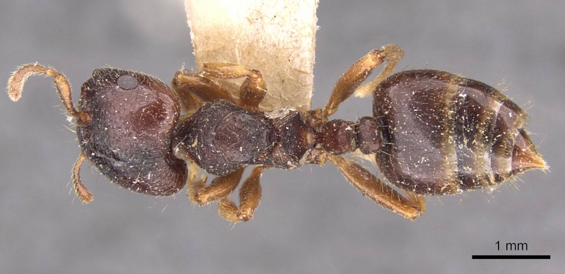 File:Crematogaster stollii casent0908427 d 1 high.jpg