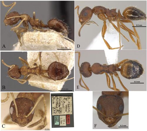 Harshana, A., Dey, D. 2022. Taxonomic studies on the ant genus Lepisiota in India with description of four new species (10.1080@00305316.2022.2125096), Fig. 8.jpg