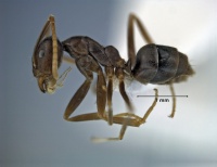 Leptomyrmex ramorniensis side view