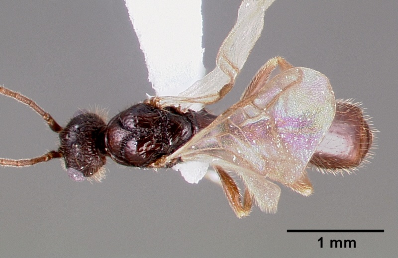 File:Leptothorax pacis casent0003203 dorsal 1.jpg