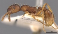 Myrmica kotokui P casent0907648.jpg