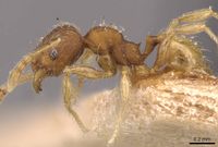 Pheidole sculptior casent0908272 p 1 high.jpg