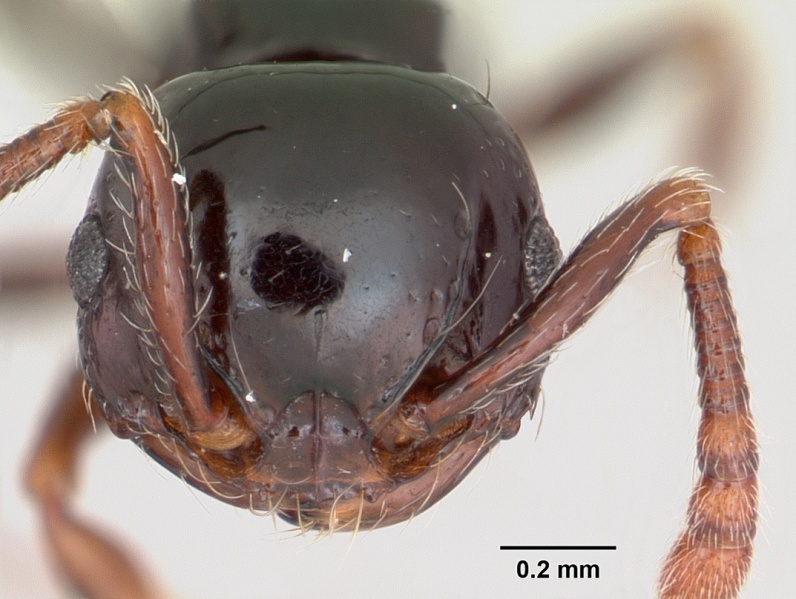 File:Pristomyrmex orbiceps casent0417737 head 1.jpg