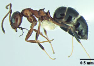 Wachkoo, A.A., Bharti, H. et al. 2021. Taxonomic review of the ant genus Lepisiota from India (10.20363@BZB-2021.70.2.227), Fig. 26.jpg