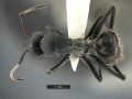 Camponotus-MOZ sp1 MCZ001D.jpg