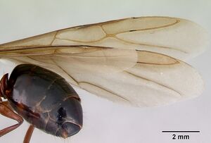Camponotus armstrongi casent0172152 profile 2.jpg