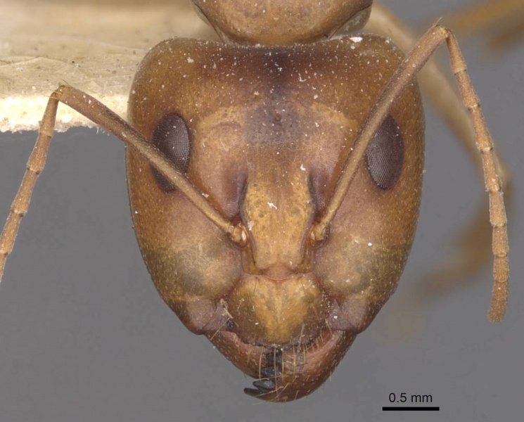 File:Camponotus discors casent0910294 h 1 high.jpg