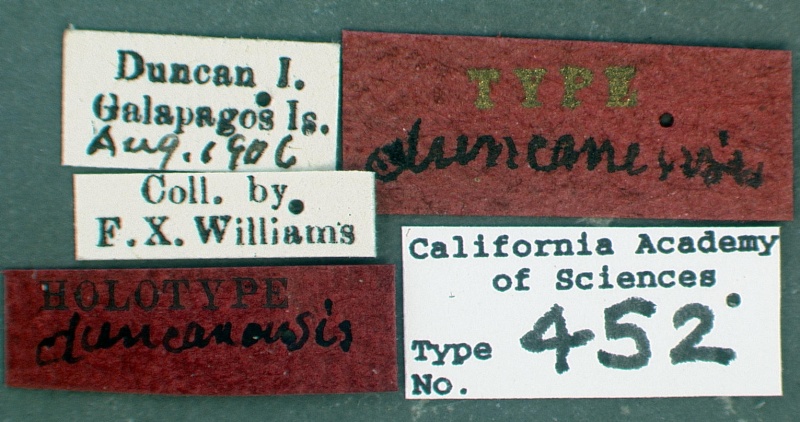 File:Camponotus macilentus castype00452-01 label 1.jpg