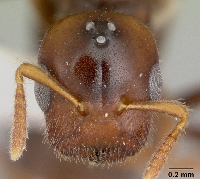 File:Cladomyrma maschwitzi casent0173899 head 1.jpg