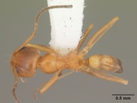 Dorymyrmex bureni casent0103863 dorsal 1.jpg