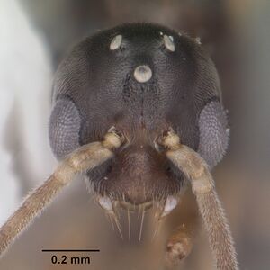Hypoponera opaciceps casent0103959 head 1.jpg