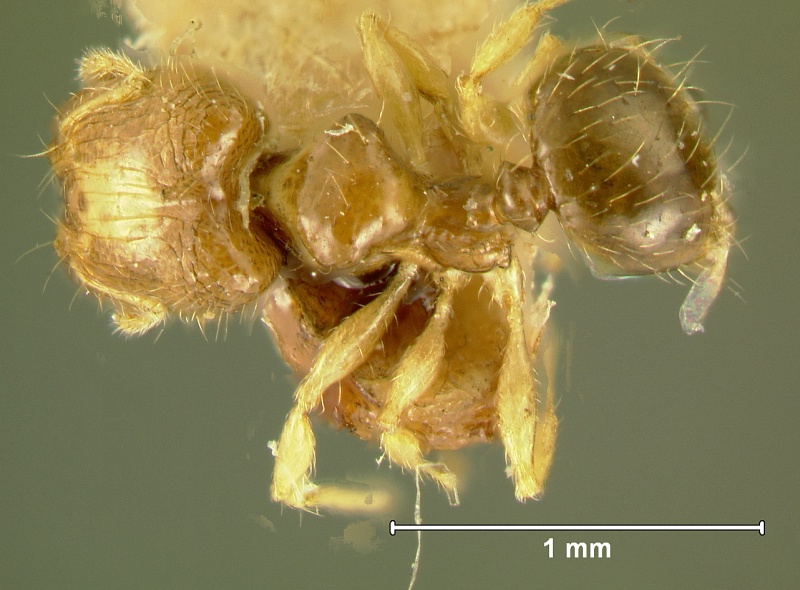 File:Pheidole-maculifronsD6.3.jpg