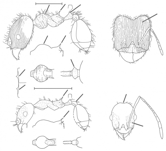 File:Pheidole clydei Wilson 2003.jpg