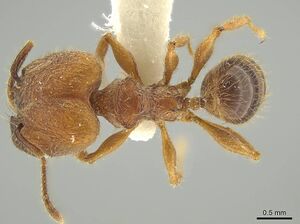 Pheidole fullerae jtlc000016380 d 1 high.jpg