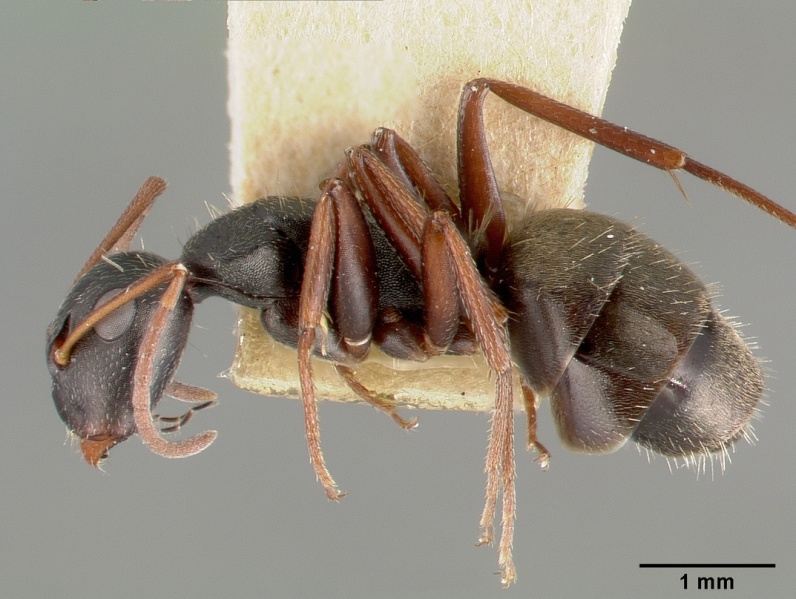 File:Camponotus planus castype00455-02 profile 1.jpg