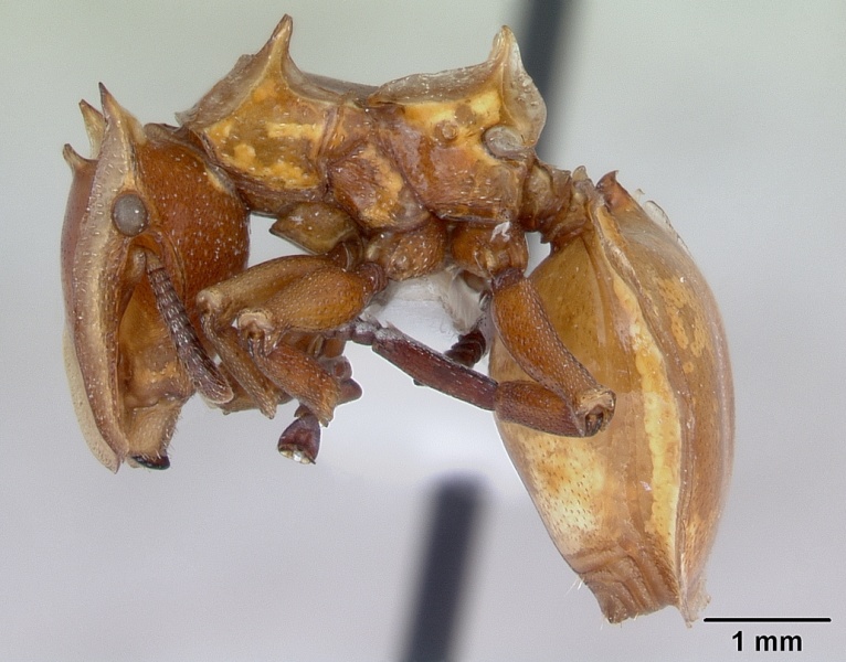 File:Cephalotes clypeatus casent0173670 profile 1.jpg