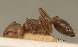 Crematogaster agnetis casent0101161 profile 1.jpg