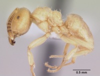 Lasius subglaber casent0104878 profile 1.jpg