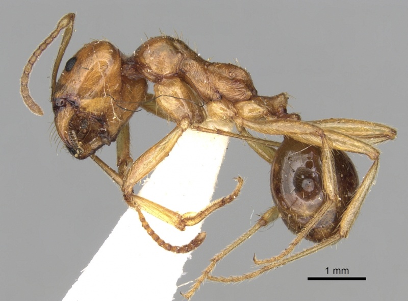 File:Messor antennatus casent0281595 p 1 high.jpg