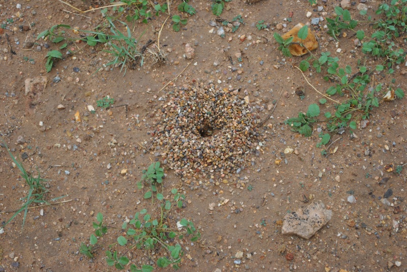 File:Myrmecocystus mexicanus nest 1.jpg