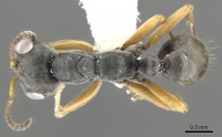 Pseudomyrmex eculeus casent0902840 d 1 high.jpg