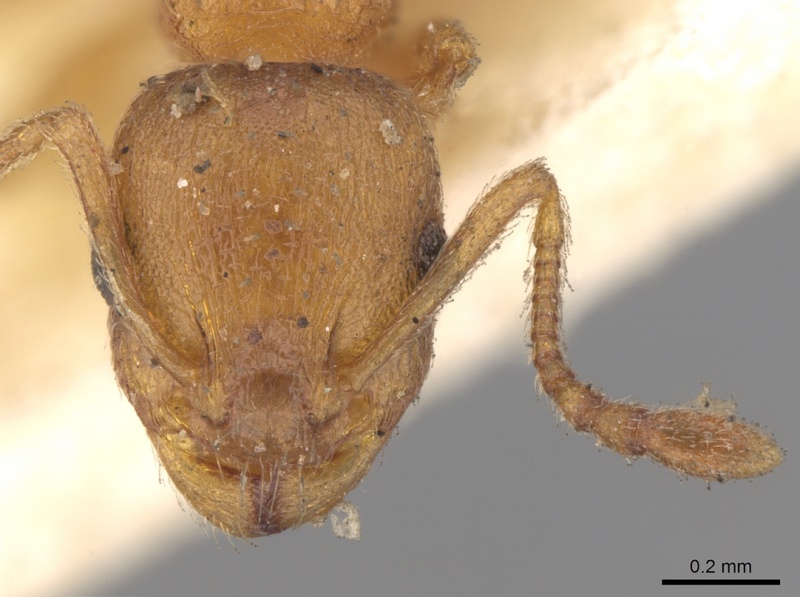 File:Temnothorax luteus casent0906174 h 1 high.jpg