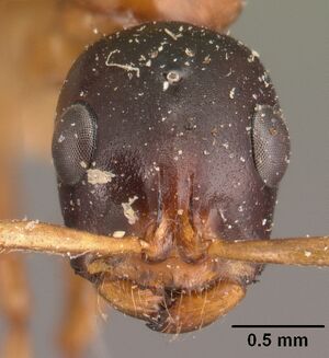 Tetraponera grandidieri casent0101680 head 1.jpg