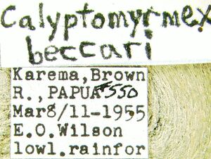Calyptomyrmex beccari lbs.jpg