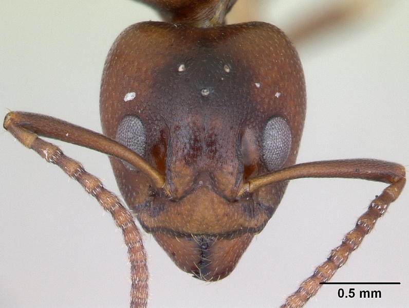 File:Dolichoderus lutosus casent0173839 head 1.jpg