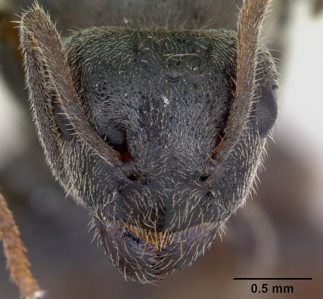 File:Lasius platythorax casent0172768 head 1.jpg