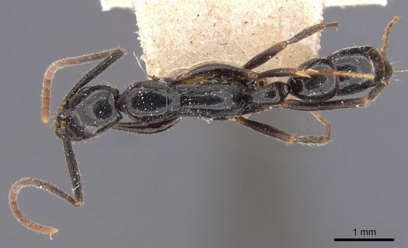 File:Leptogenys minchinii casent0907379 d 1 high.jpg