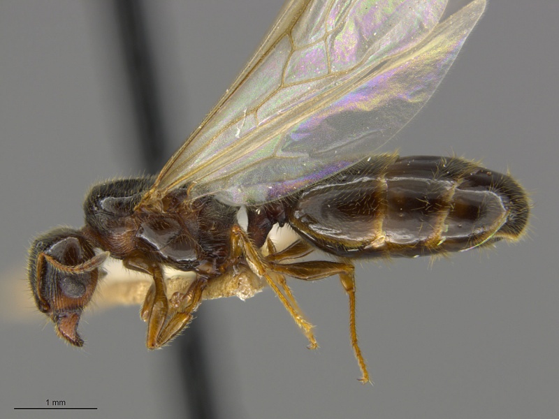 File:Mcz-ent00668769 Pheidole bicarinata queen hal.jpg