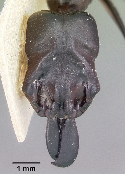File:Odontomachus assiniensis casent0104655 head 1.jpg