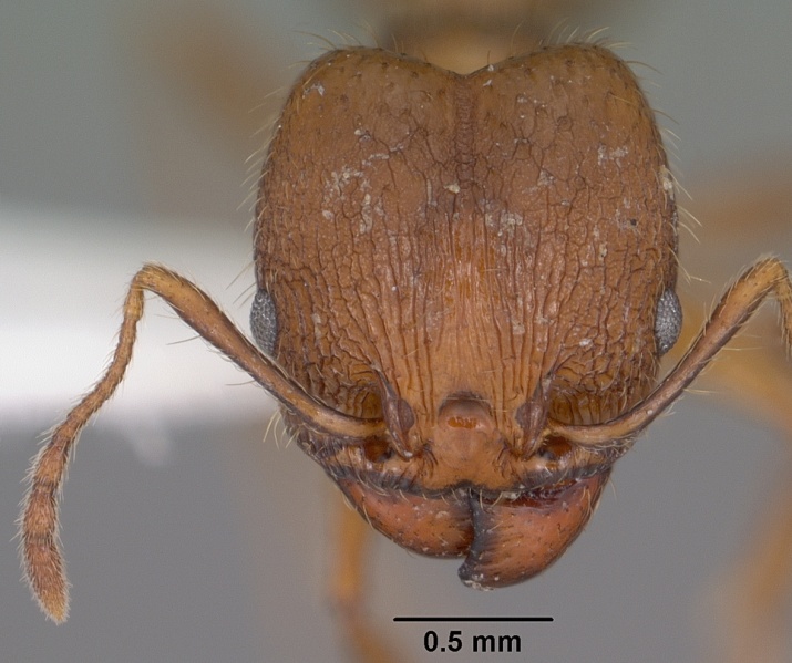 File:Pheidole perpilosa casent0102888 head 1.jpg