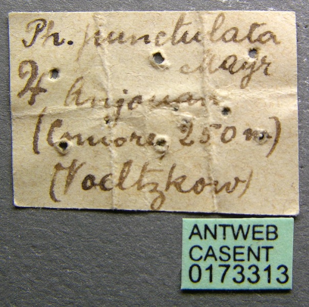 File:Pheidole punctulata casent0173313 label 1.jpg