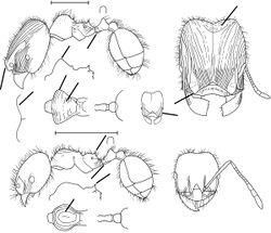 Pheidole subaberrans Wilson 2003.jpg