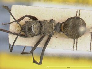 Polyrhachis similis focol0447 d 1 high.jpg