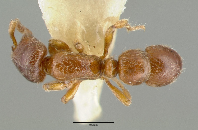 File:Proceratium papuanum castype06965 dorsal 1.jpg