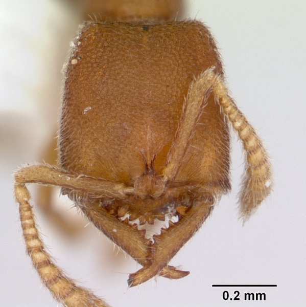 File:Amblyopone minuta casent0172802 head 1.jpg