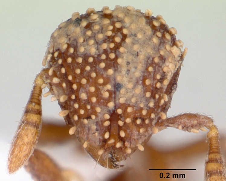 File:Calyptomyrmex kaurus casent0417157 head 1.jpg