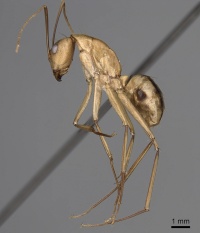 Camponotus aegyptiacus casent0280280 p 1 high.jpg