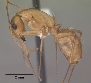 Camponotus festinatus casent0102775 profile 1.jpg