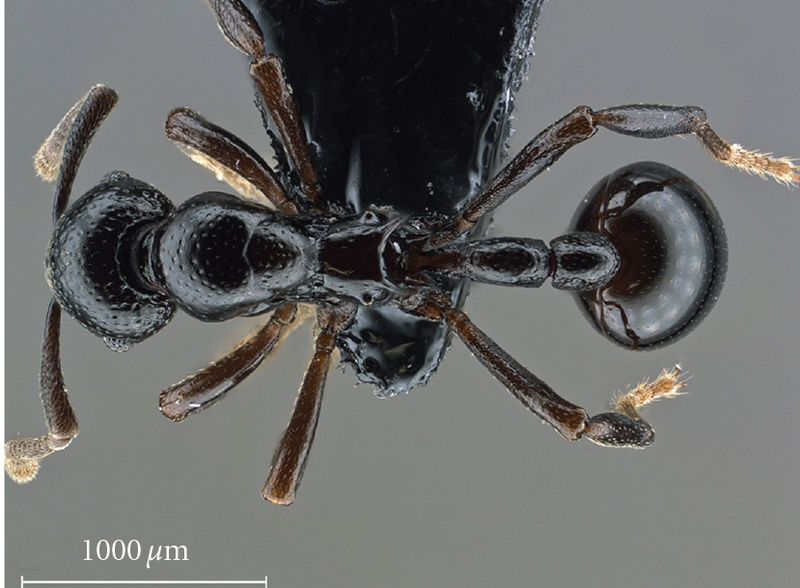 File:Delsinne & Fernandez 2011-2 Lenomyrmex-inusitatus had.jpg