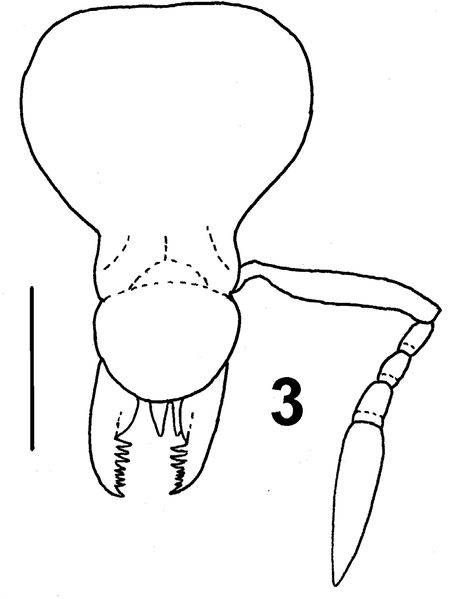 File:Lattke, J.Ehef1.jpg